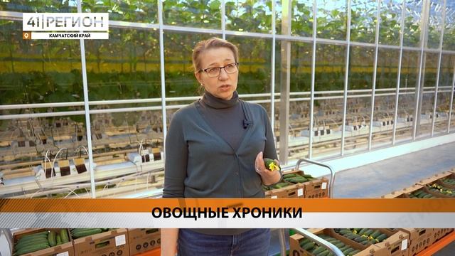 РАЗНИЦА В ЦЕНЕ МЕЖДУ КАМЧАТСКИМИ ОГУРЦАМИ ЗАВИСИТ ОТ УРОЖАЙНОСТИ И ОБЪЁМА • НОВОСТИ КАМЧАТКИ