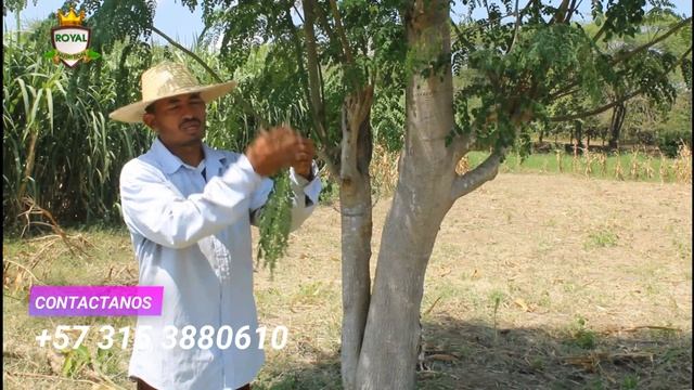 Moringa Oleifera 🌿El arbol de la vida