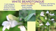 WHITE BEARDTONGUE