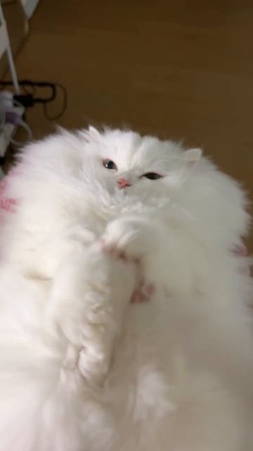 White fluffy cat #shorts