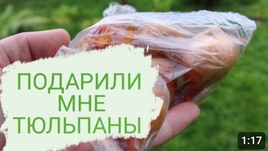 ПОСАДИЛА ПОДАРОЧНЫЕ ТЮЛЬПАНЫ В ПРИСТВОЛЬНЫЙ КРУГ. 12.11.2023г. БЕЛАРУСЬ, ГОМЕЛЬСКАЯ ОБЛАСТЬ