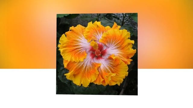 Самые красивые ГибисКусы ч.2/The most beautiful Hibiscus part 2