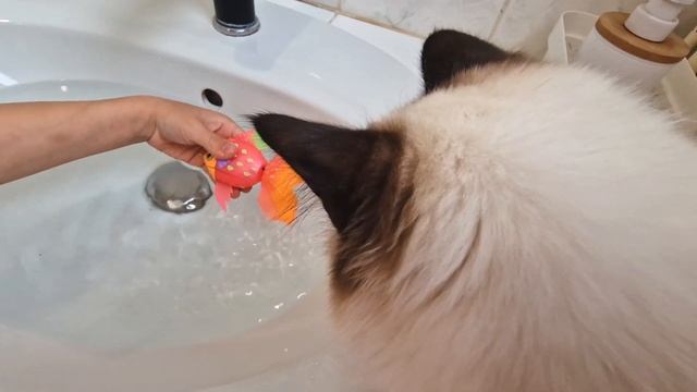 Un nouvel ami pour l'adorable chaton Talia 😻