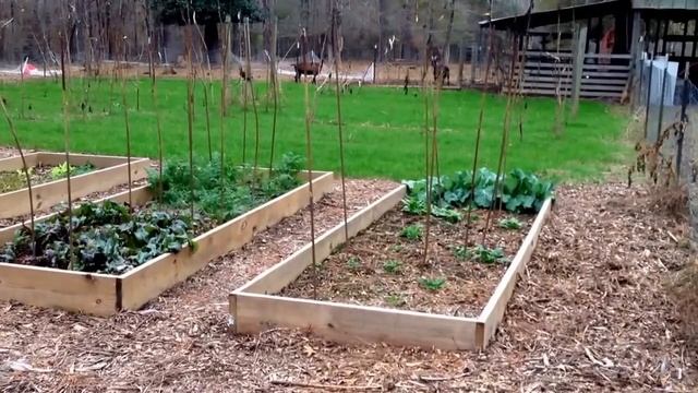 Cover crops at Alderman Farms