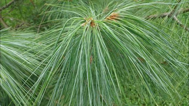 Sosna himalajska/Himalayan pine - długa igła /a long needle [ENG SUB]