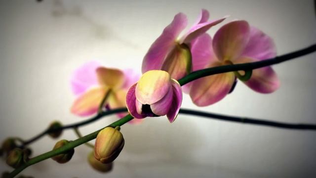 Blooming Orchid