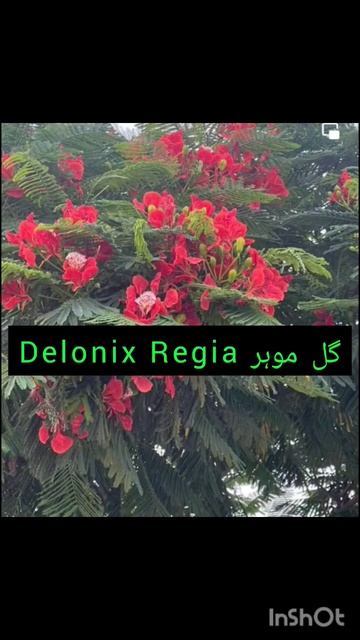 Gul e Mohar Tree|Delonix Regia Tree #gulmohar #plantlover #shorts
