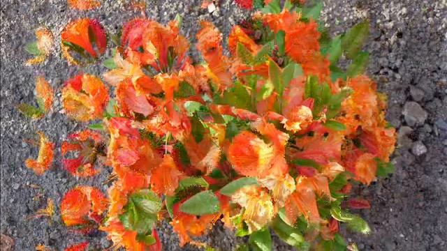 Romance of Azalea (Romance azalky): Václav Kovalčík, květen 2012.wmv
