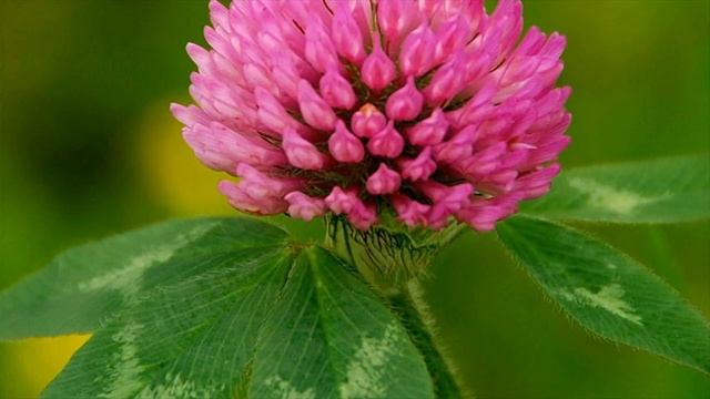 Top Most Natural Treatments To Increase Breast Size- Red Clover, Fennel Seeds - How TO Use