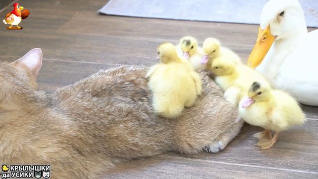 Утята и Цыплята - Кошки и котята - (153) Хвостики да Усики ❣️