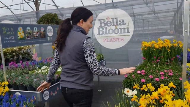 Bella Bloom Spring bulbs