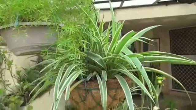 Garden overview in rainy season