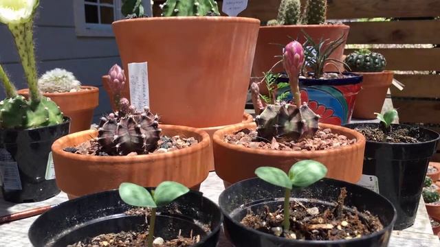Gymnocalycium mihanovichii ssp. friedrichii sychronized blooming