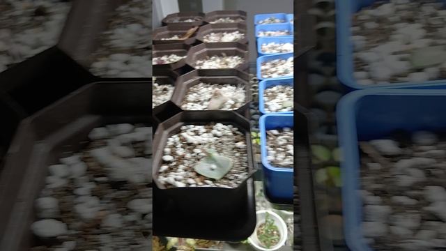 Размножение суккулентов, часть 2.