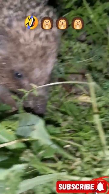 Он домашний. #шортс #шортсы#ёжик #животные #вирусные #вирусныеролики #вирусныевидео