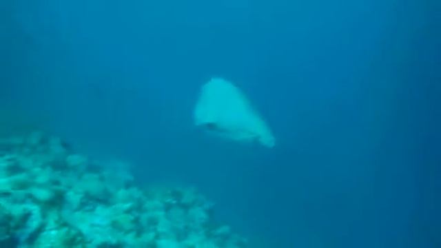 Napoleon and shark