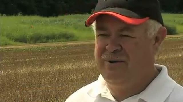 Switchgrass Forage