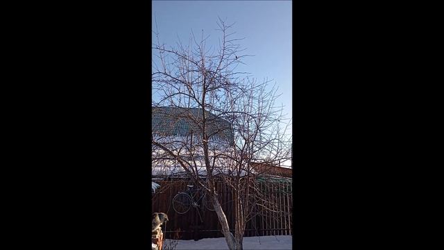 Собака. Овчатка. Кот. Тои и Кос