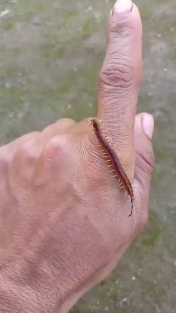 I have a centipede in my hand 😱 #shorts