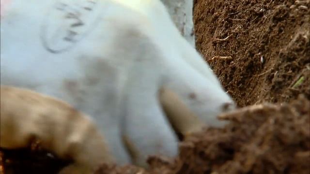 Transplanting Leeks