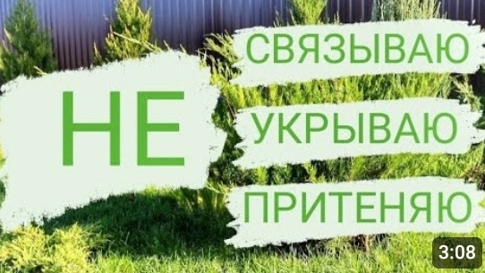 ПОЧЕМУ Я НЕ ПОДГОТАВЛИВАЮ МОЖЖЕВЕЛЬНИКИ К ЗИМЕ. 7.11.2023г. БЕЛАРУСЬ, ГОМЕЛЬСКАЯ ОБЛАСТЬ