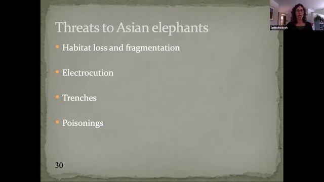 The Elephant Doctor of India with Janie Chodosh