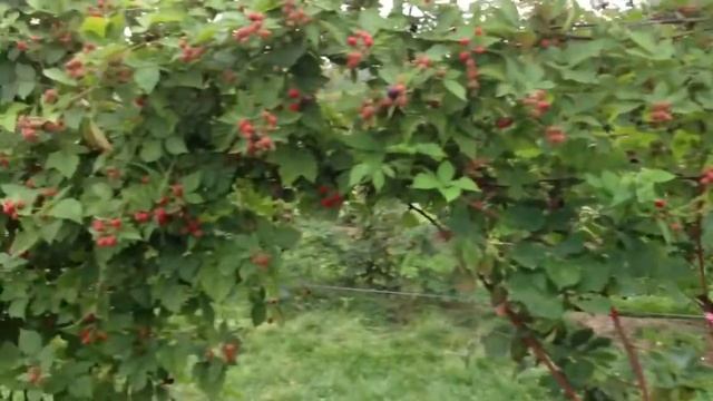 Loch Ness Blackberry