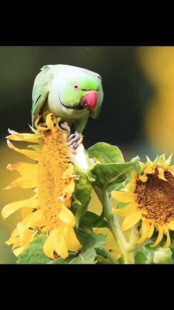 Parrot eating sunflower seed 🌻 #viralshort#viralvideo#greenparrot #parrotlover#parrottalking#viral