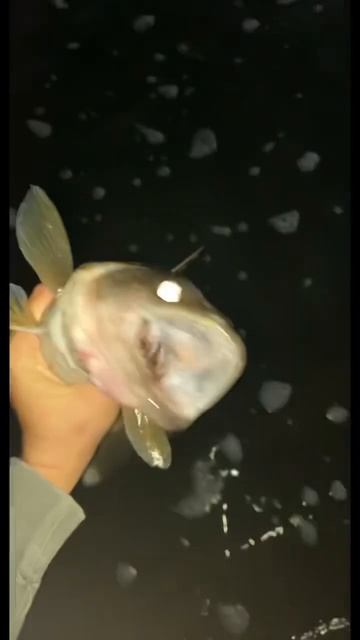 Fall Fox River Walleyes | Bring on the Ice | Ice Fishing 2023 Season #foxriver #icefishingvideo
