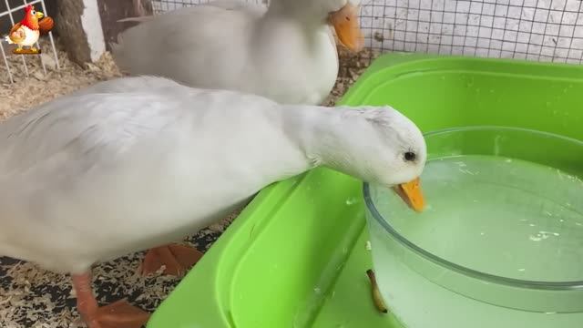 Идеальное птицеводство достойно восхищения 🐓🦆🦢🦚🦃🐔 эпизод (45)