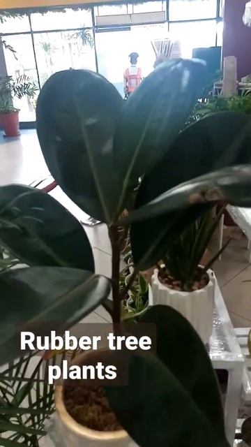 Rubber tree plants #short