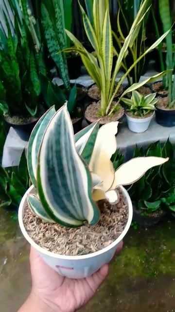 masoniana putih #shorts #lidahmertua #sansevieria #plants #tanamanhias