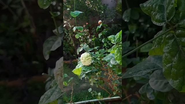 النباتات التي تزرع في الصيف وتتحمل ارتفاع درجات الحرارة،ابصال العنكبوت/ابصال النرجس/ زنابق الكرينيو