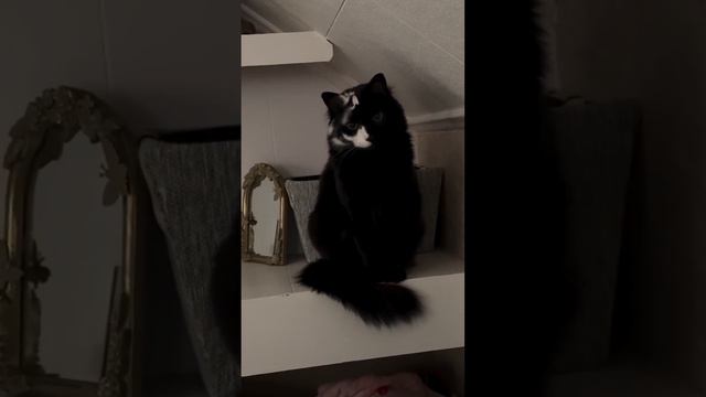 подборка котиков