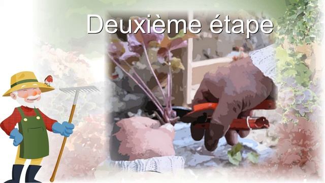 Comment bouturer les heuchères ?