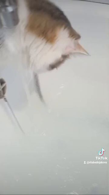 кошка крыска проверяет воду для меня