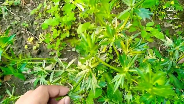 বিলাতি ধনিয়া (𝑬𝒓𝒚𝒏𝒈𝒊𝒖𝒎 𝒇𝒐𝒆𝒕𝒊𝒅𝒖𝒎) at my home garden....