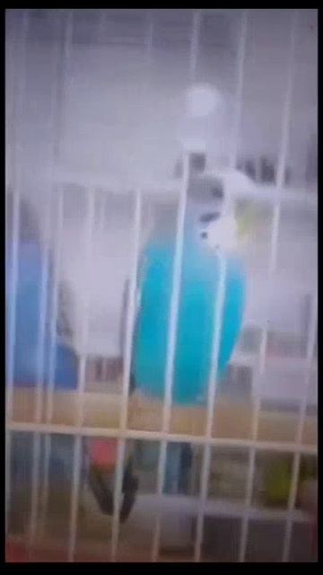 🦜🦜🥰