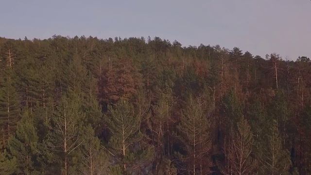 Сосновый лес 26 марта 2016