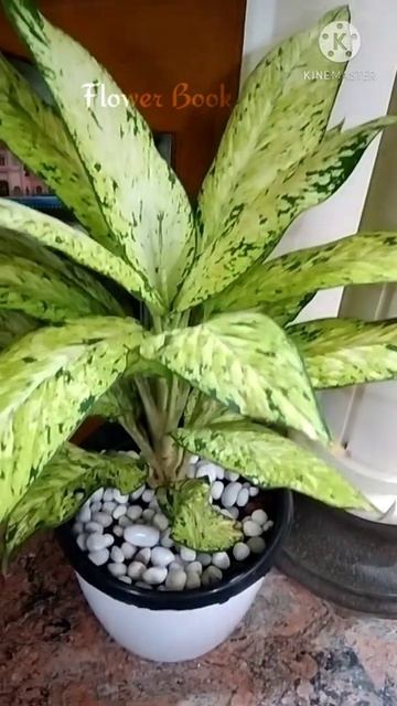Dieffenbachia | Dieffenbachia Star Bright