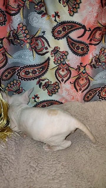 котик.Сфинкс.Красный арлекин. Алтаец
