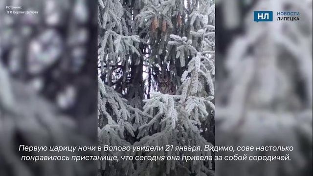 В центре липецкого села обосновались совы