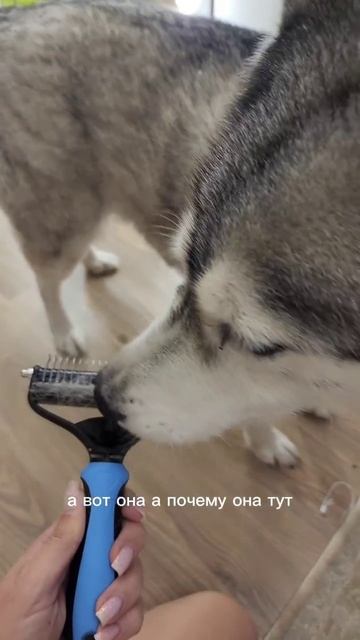 Как экономить на животных?