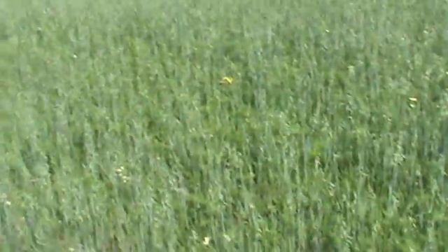 Corn & Hay Update