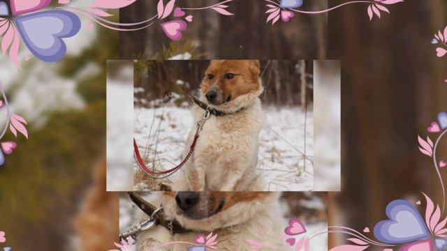 Хорошая новость - скоро весна 🌸🌸🌸🌸🌸
А собачки ждут вас на прогулки в любую погоду - приезжайте!