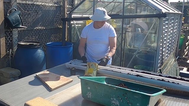 🌻278 🌻 SPRING ARRIVES 🌻 SOWING PEAS 🌻 PLANTING STRAWBERRIES 🌻