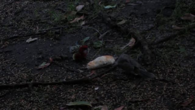 Eastern Rosella fights over a pastie XXX