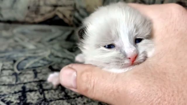 У Лапки свое мнение на сьемку котят