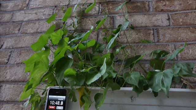 Plant revival