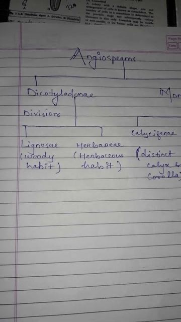 Classification of Angiosperm 👈
